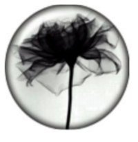 Snap button Black Flower