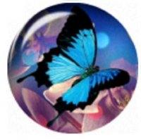 Snap button Butterfly